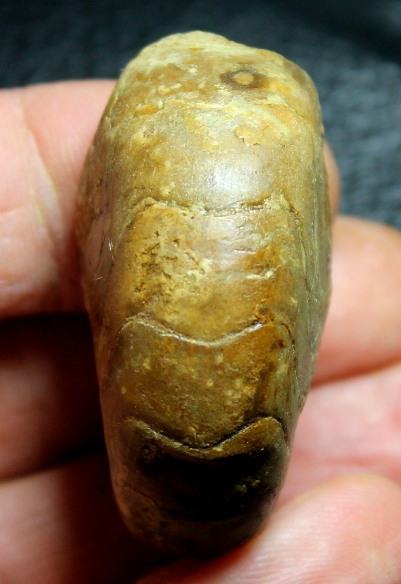 Ammoniten Pseudaganides kutchensis 