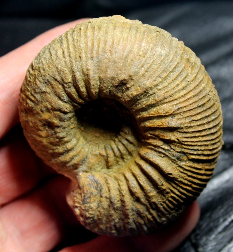 Ammoniten Cadomites cornutus 