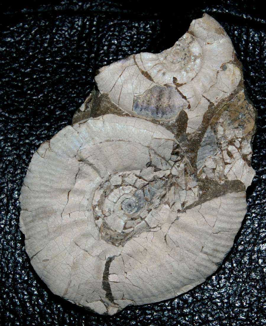 Asphinctites secundus