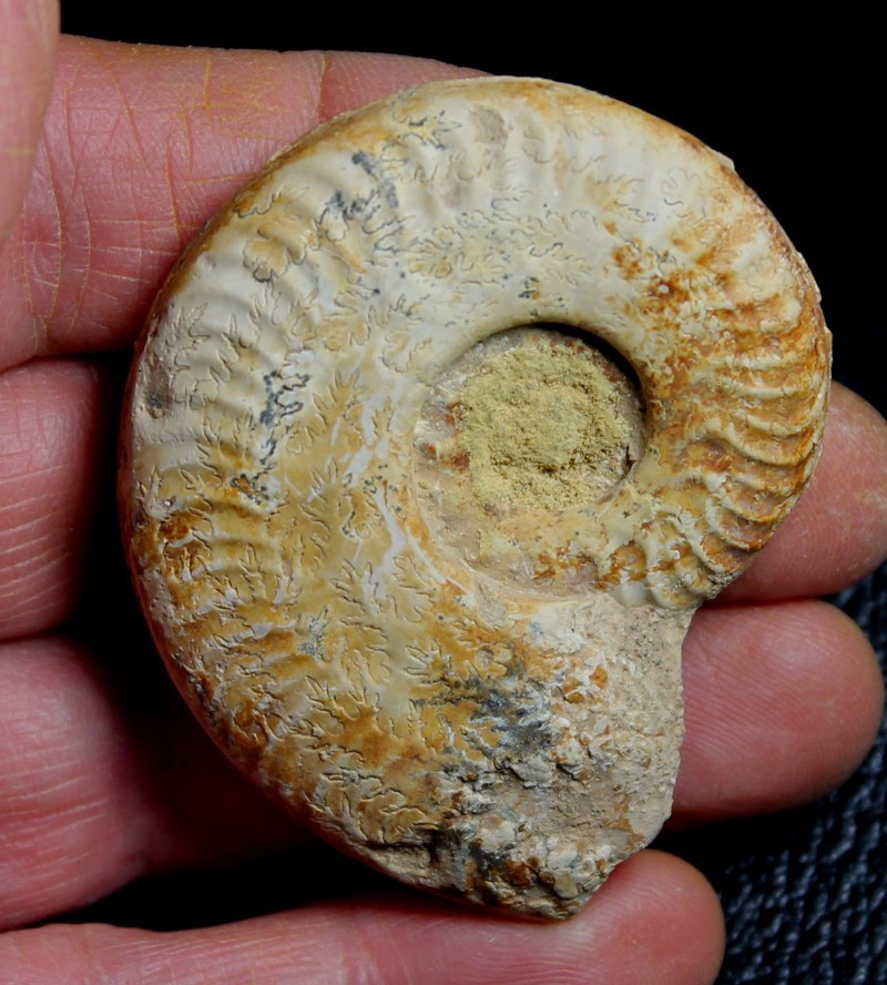Harpoceras falciferum