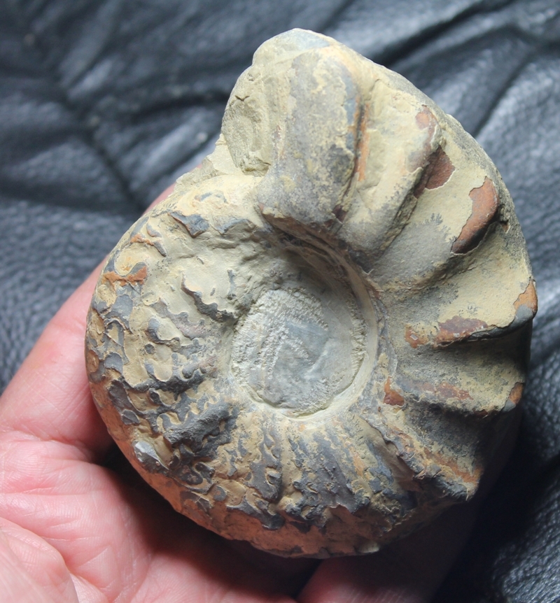 Ceratites spinosus