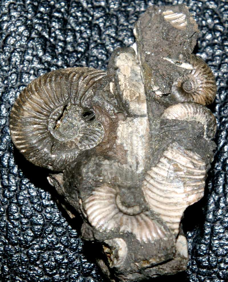 Cosmoceras duncani