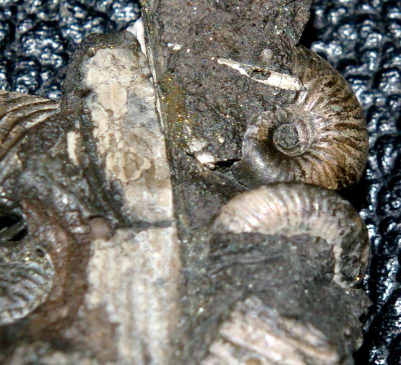 łuków ammonite