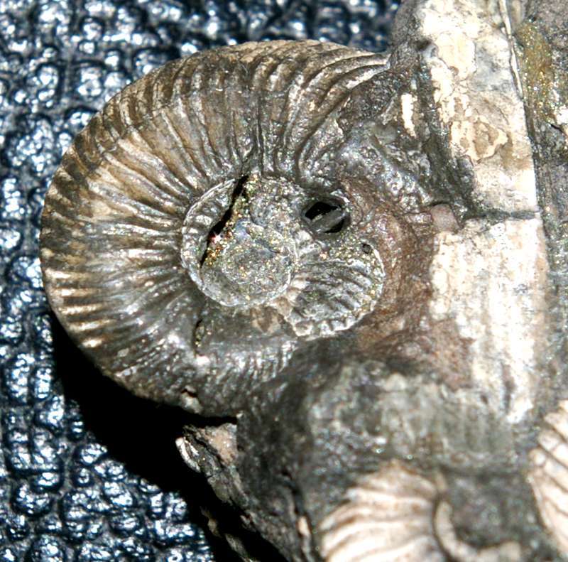 lukow ammonite
