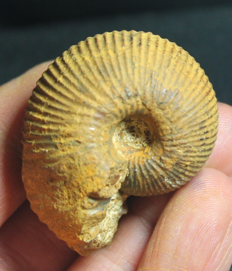 Macrocephalites pila