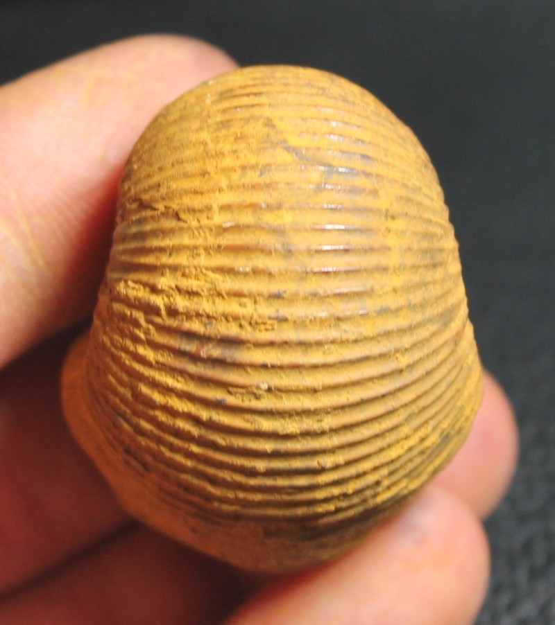 Macrocephalites pila