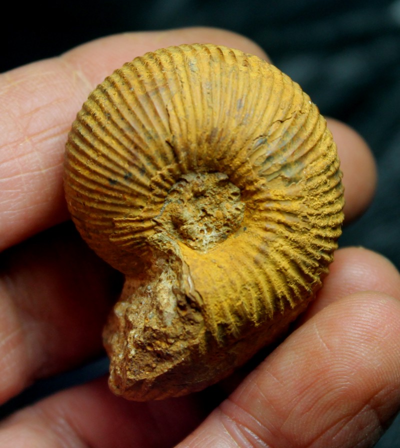 Macrocephalites pila