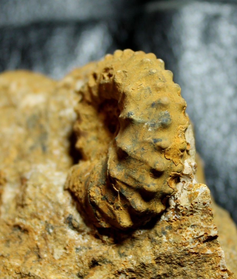  Kosmoceras pollux 