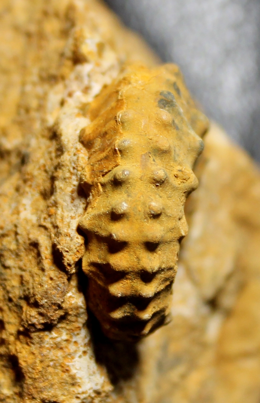  Kosmoceras pollux 