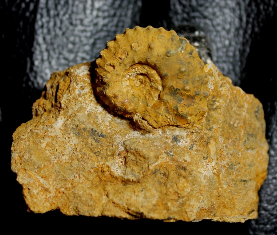 Kosmoceras pollux 