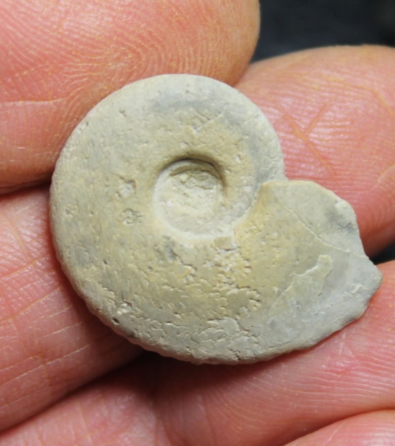 ammonite, Lissoceratoides  erato