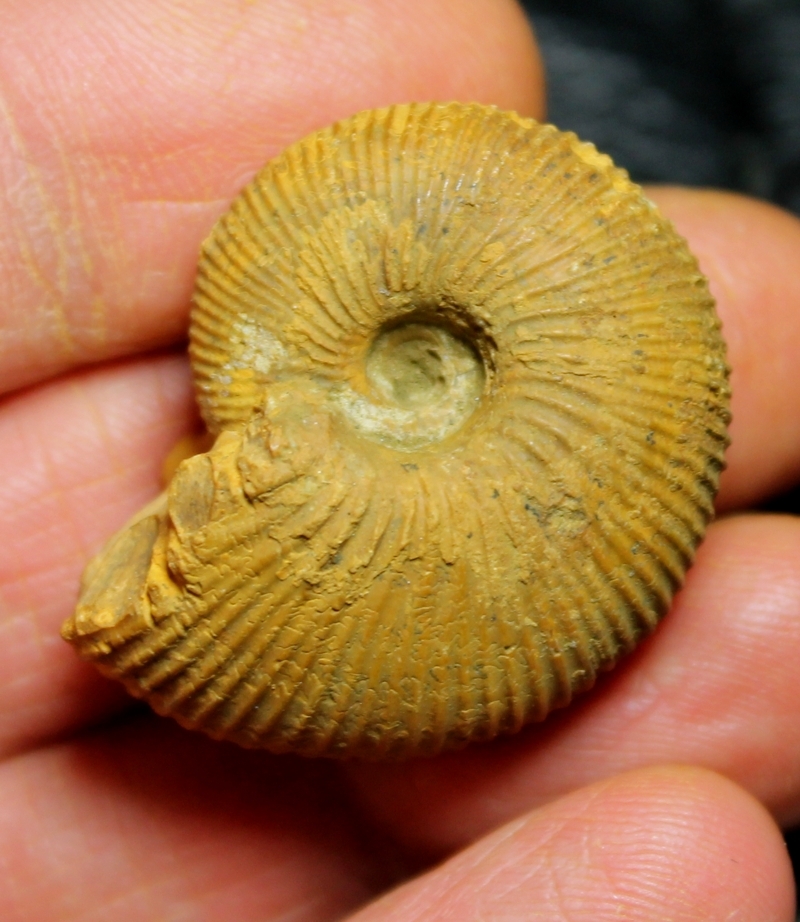 Macrocephalites 