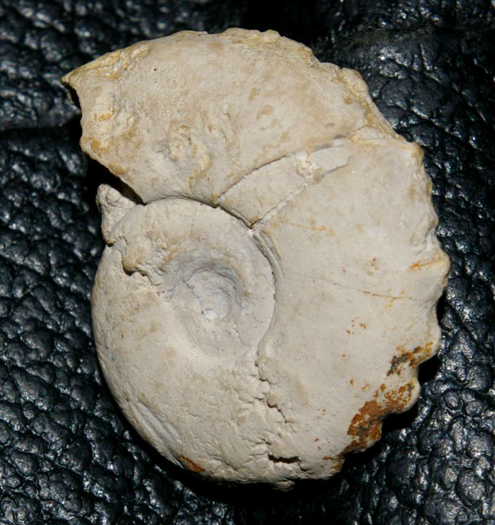 Creniceras boreki