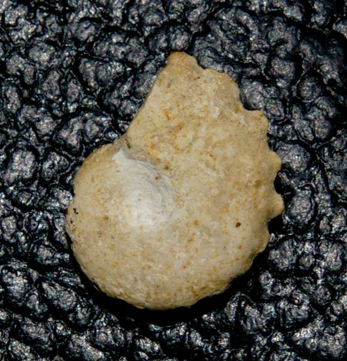 Creniceras renggeri