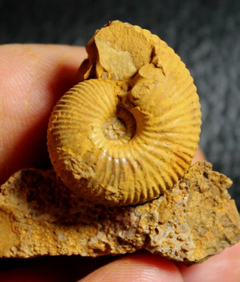 Macrocephalites perseverans