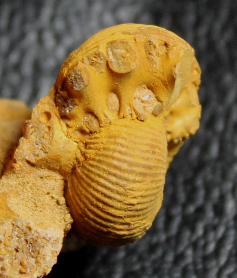 Macrocephalites perseverans