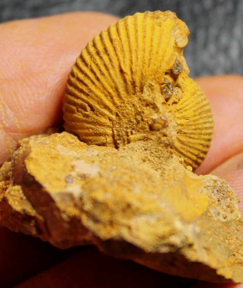 Macrocephalites perseverans