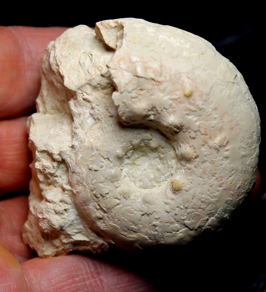 Aspidoceras binodus