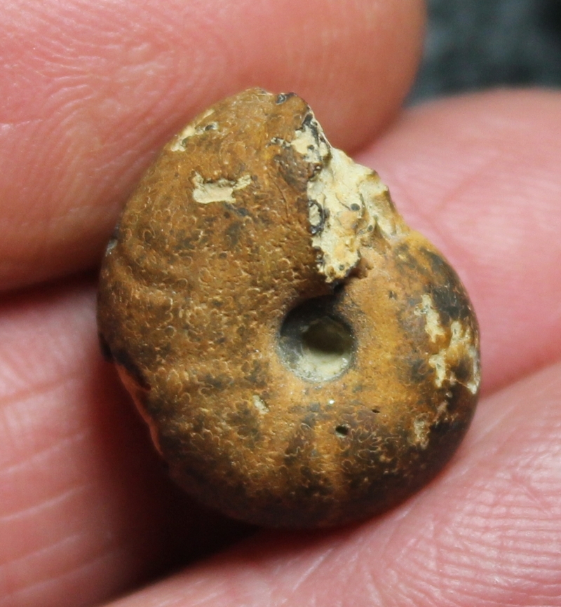 Cretaceous ammonite