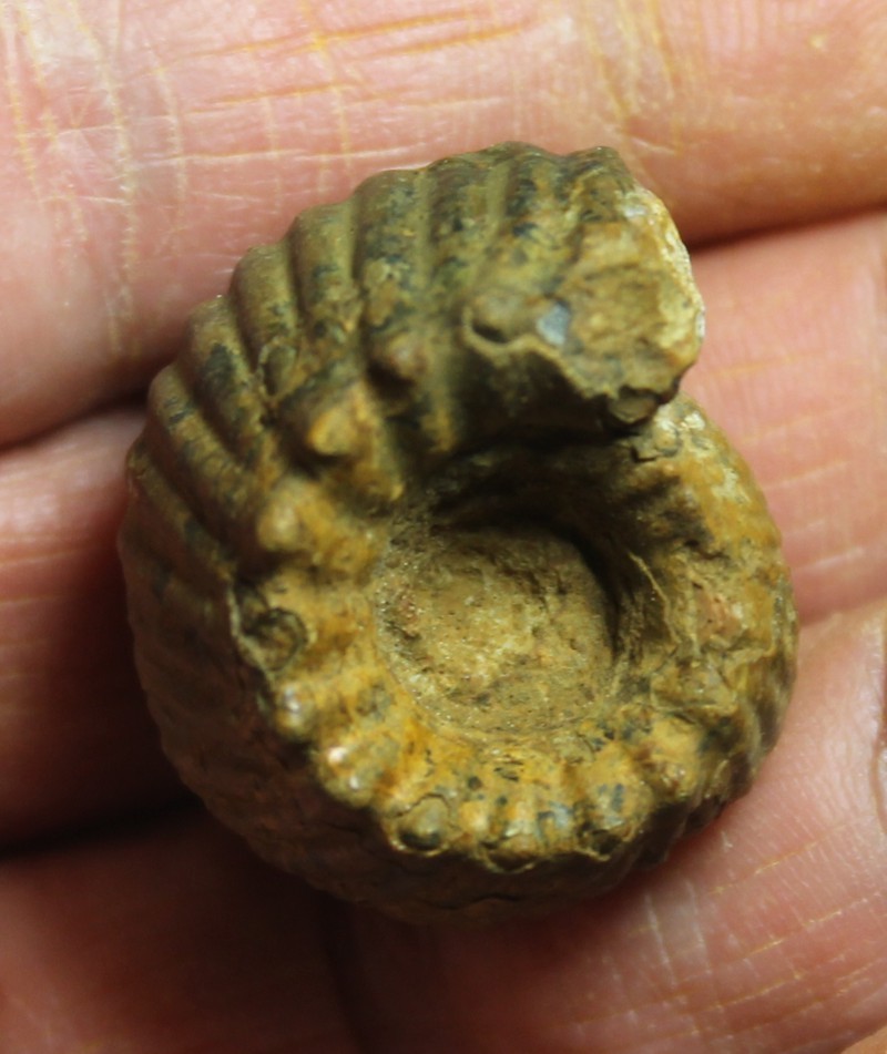Erymnoceras doliforme