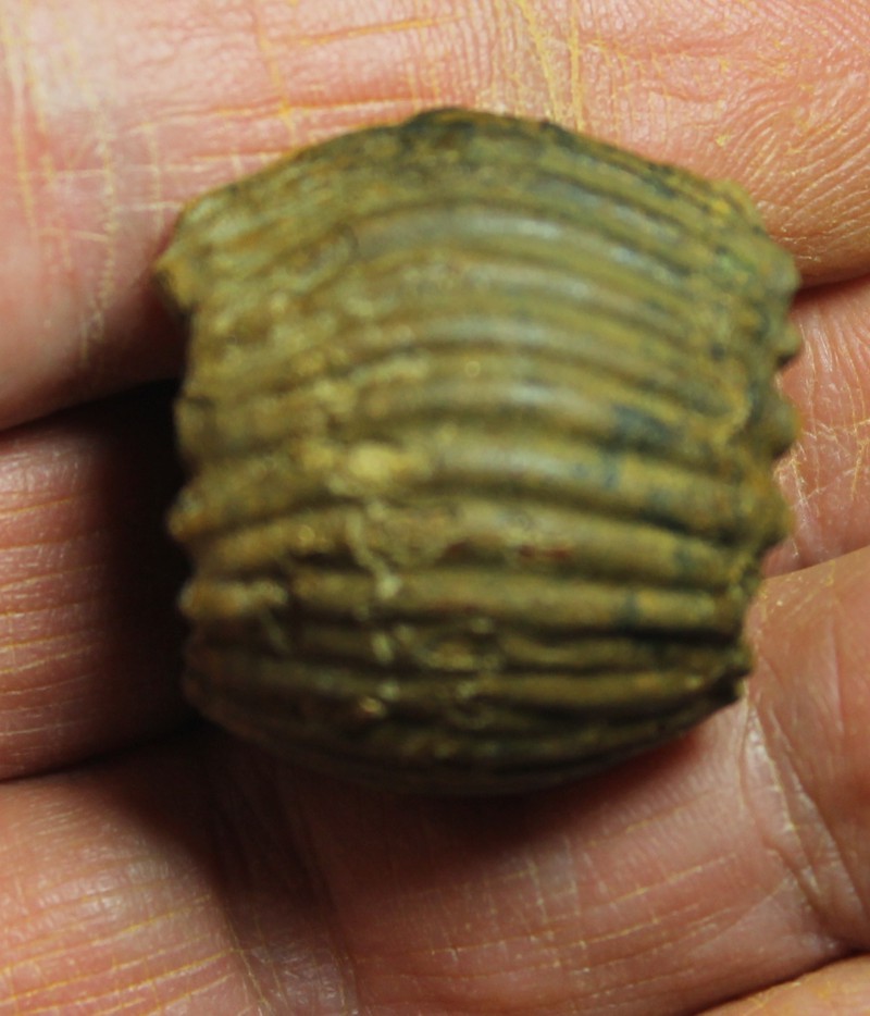Erymnoceras doliforme