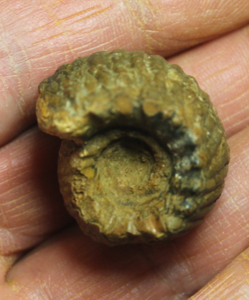 Erymnoceras doliforme