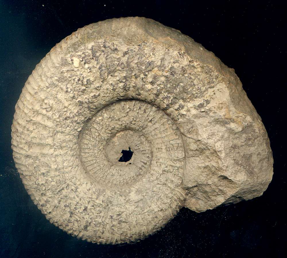 photos/ammonite