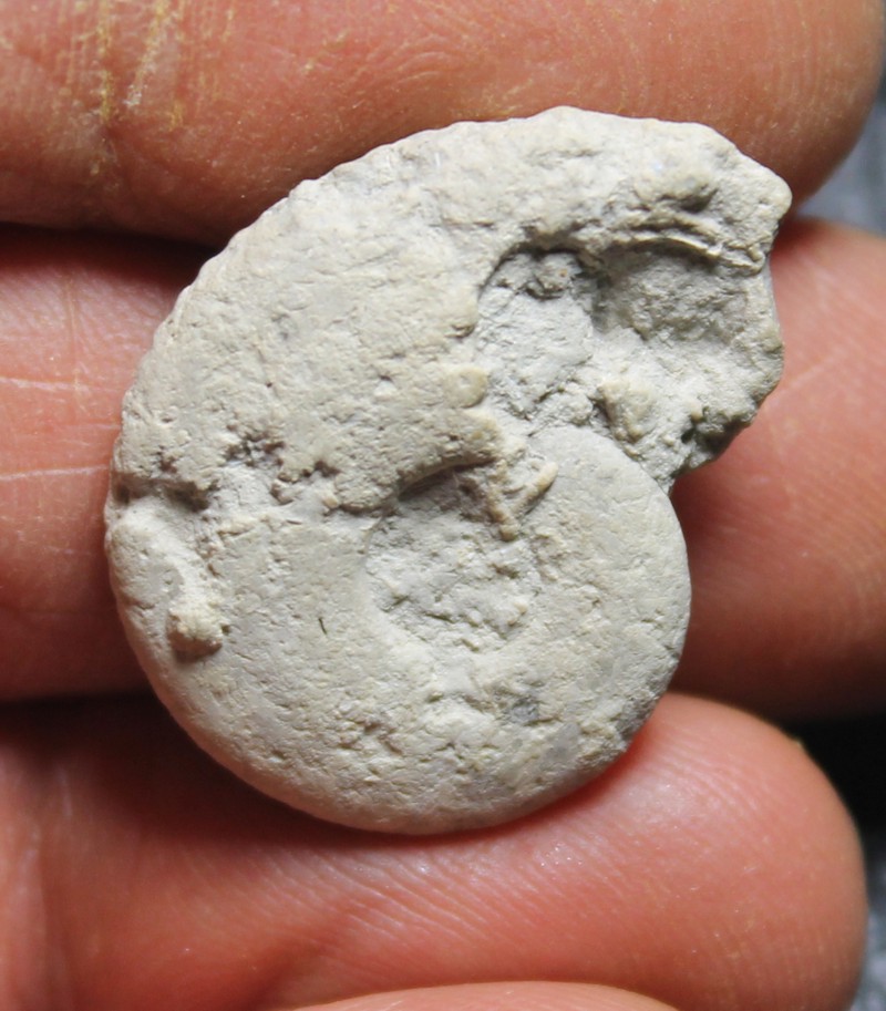 ammonite, Lissoceratoides  erato