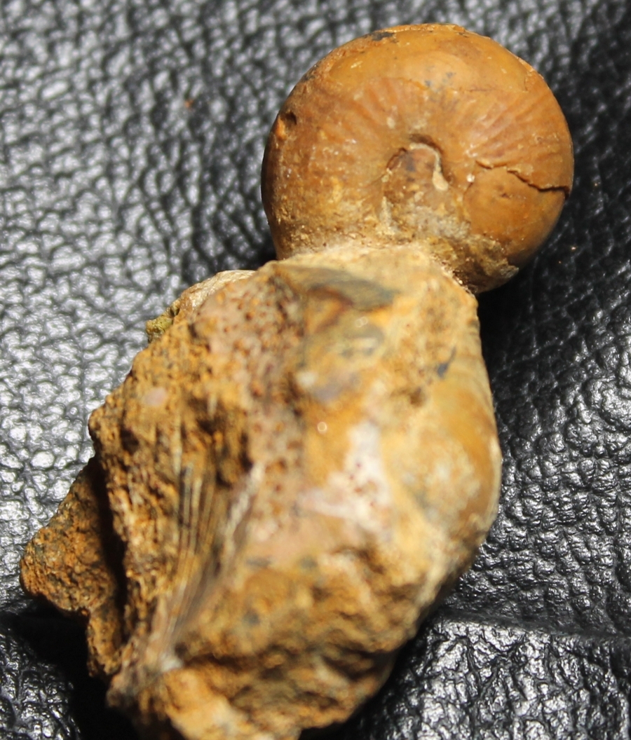 Bullatimorphites devauxi
