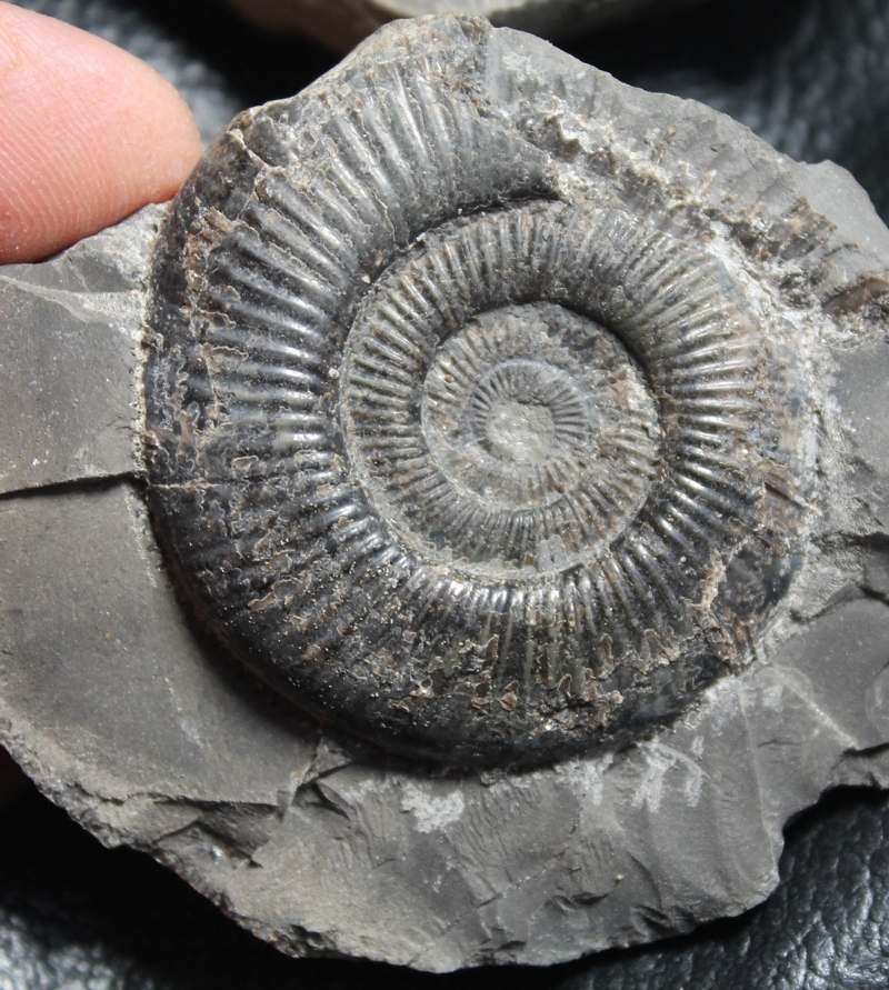 Dactylioceras semicelatum