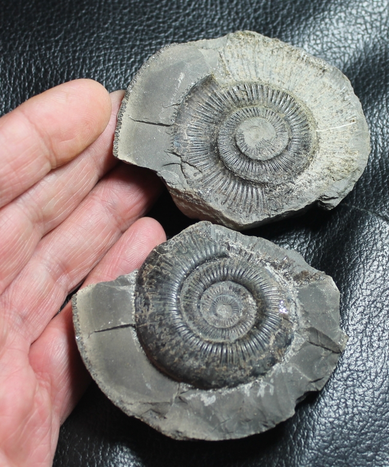 Dactylioceras semicelatum