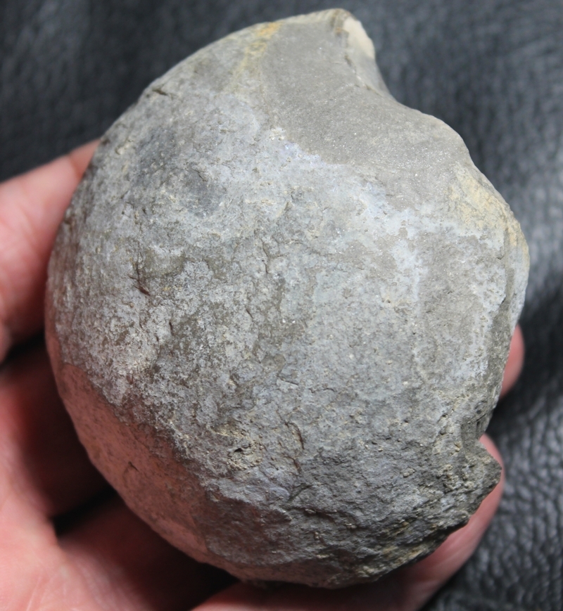 Dactylioceras semicelatum