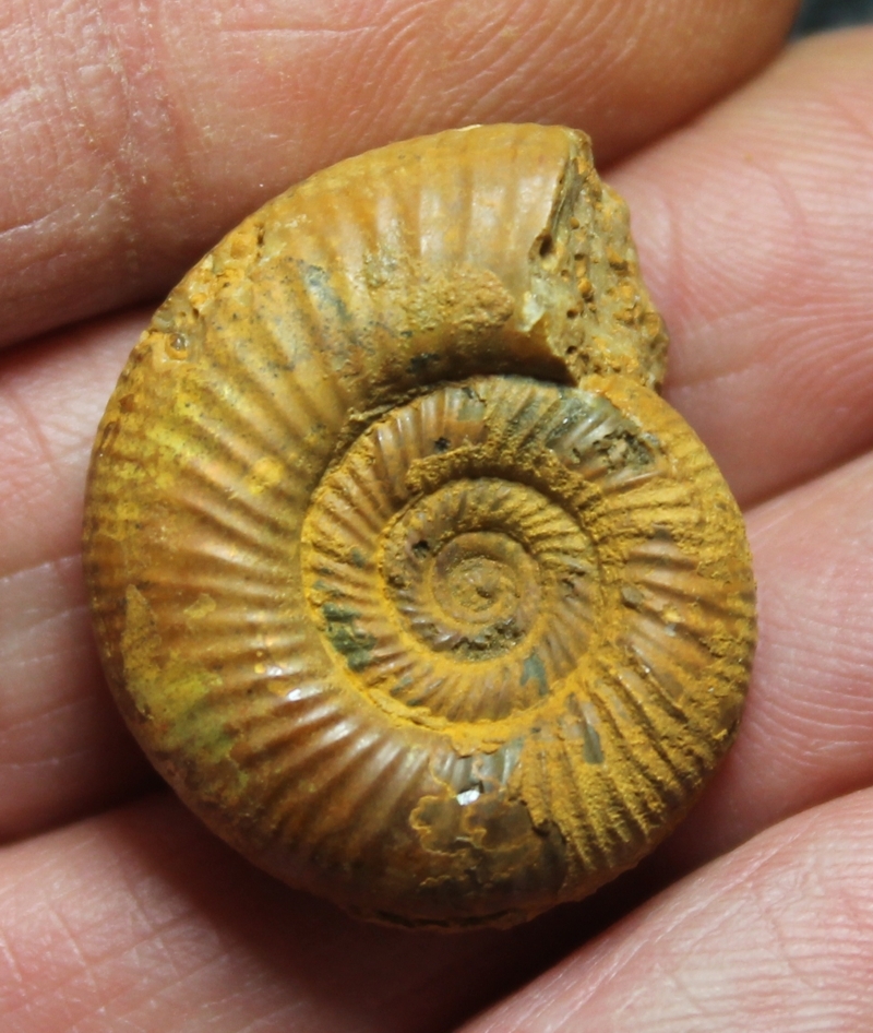 Perisphinctes 