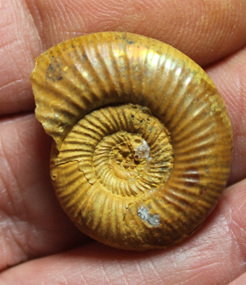 ammonite 