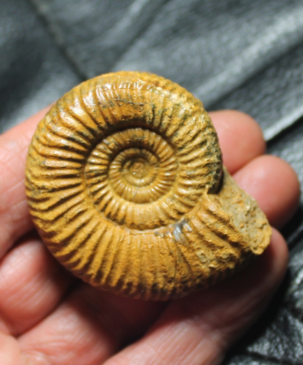 Jurassic, Callovian ammonite