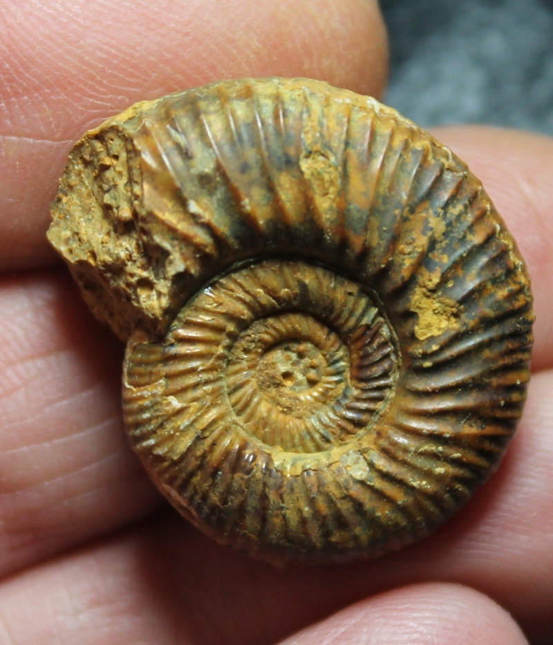 Perisphinctes 