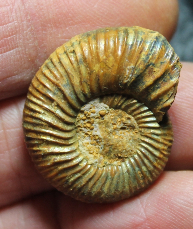 ammonite 