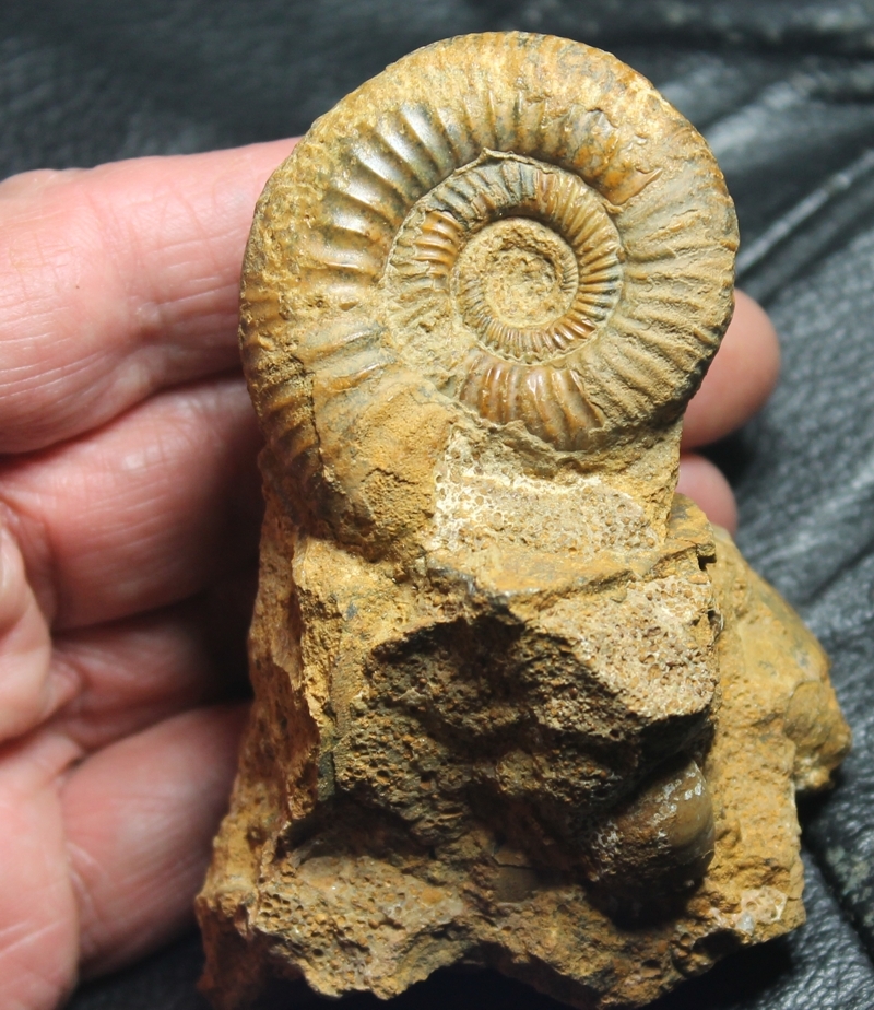 fossil cluster 