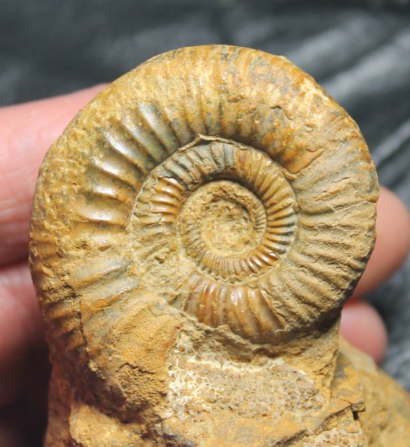 fossil cluster 