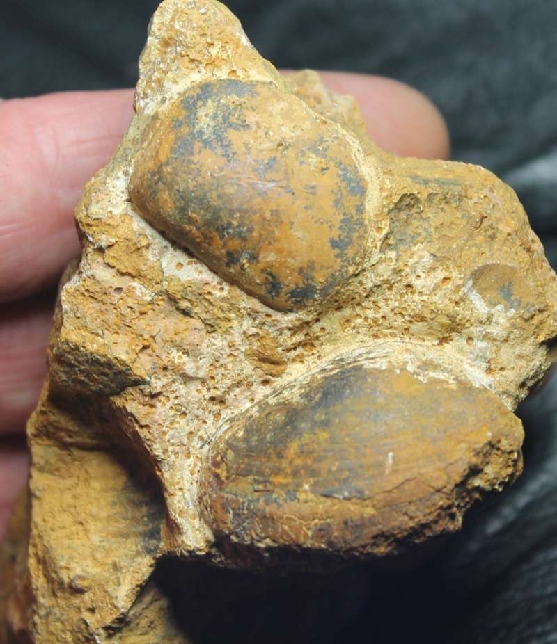fossil cluster 