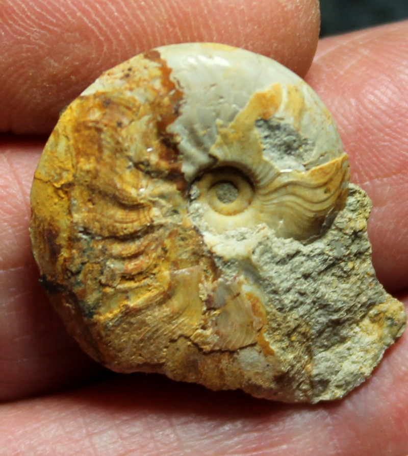 Leioceras