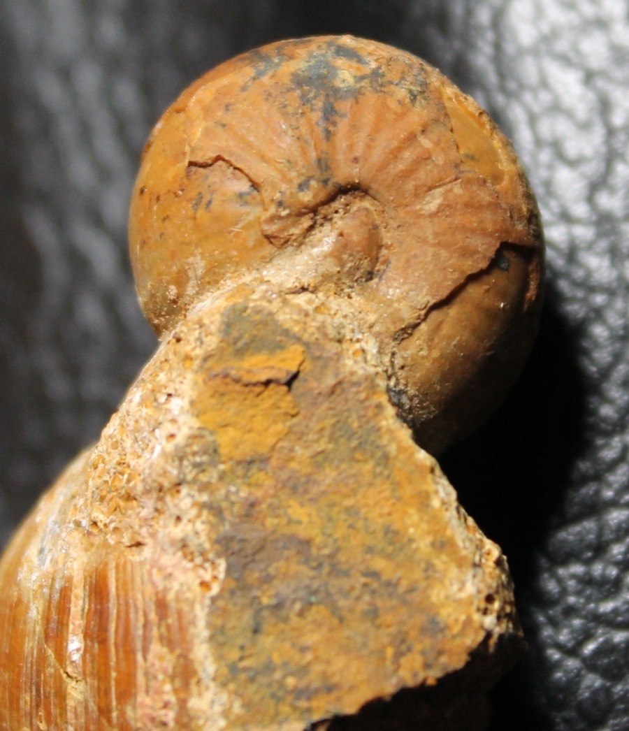 Bullatimorphites devauxi