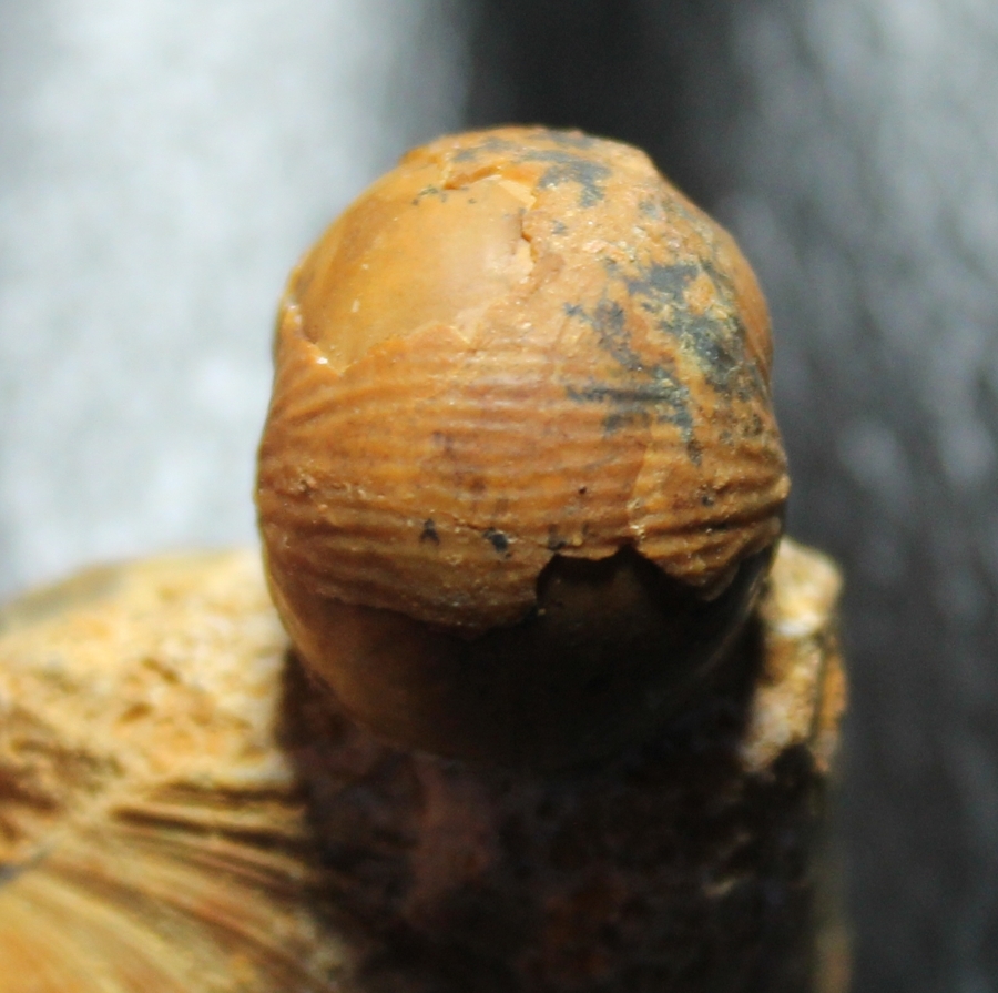 Bullatimorphites devauxi