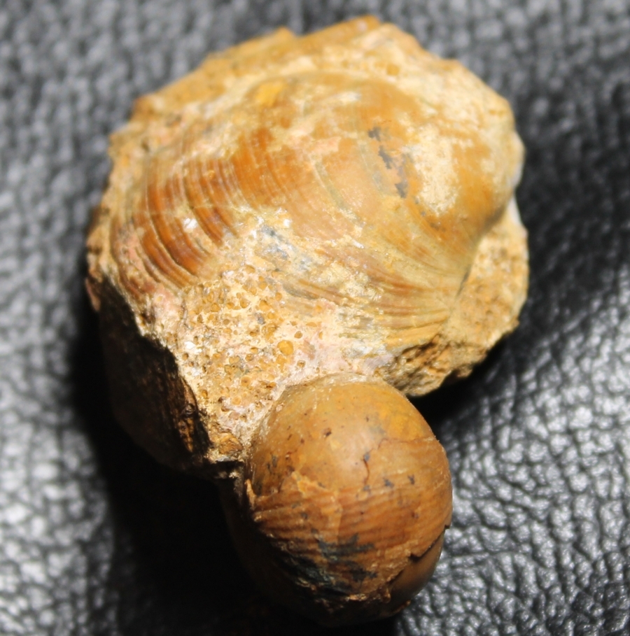 Fossil cluster