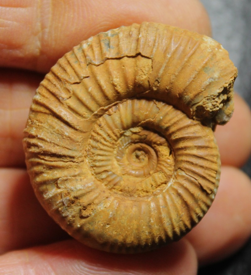 Procerites demariae