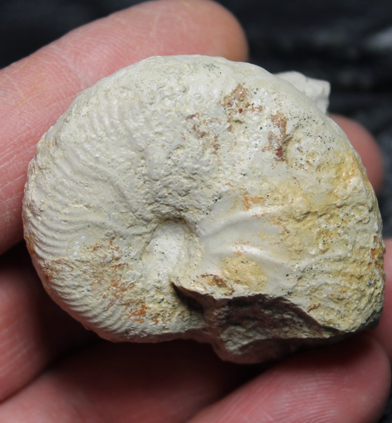 Taramelliceras