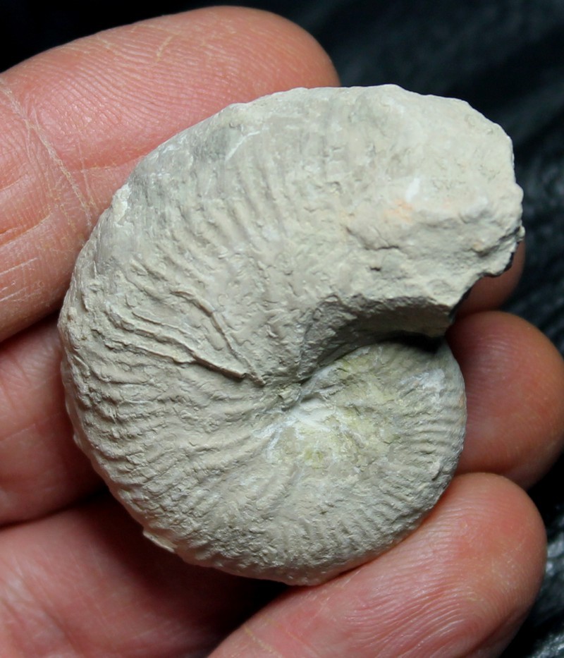 Taramelliceras