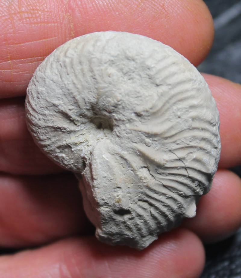 Taramelliceras frequens