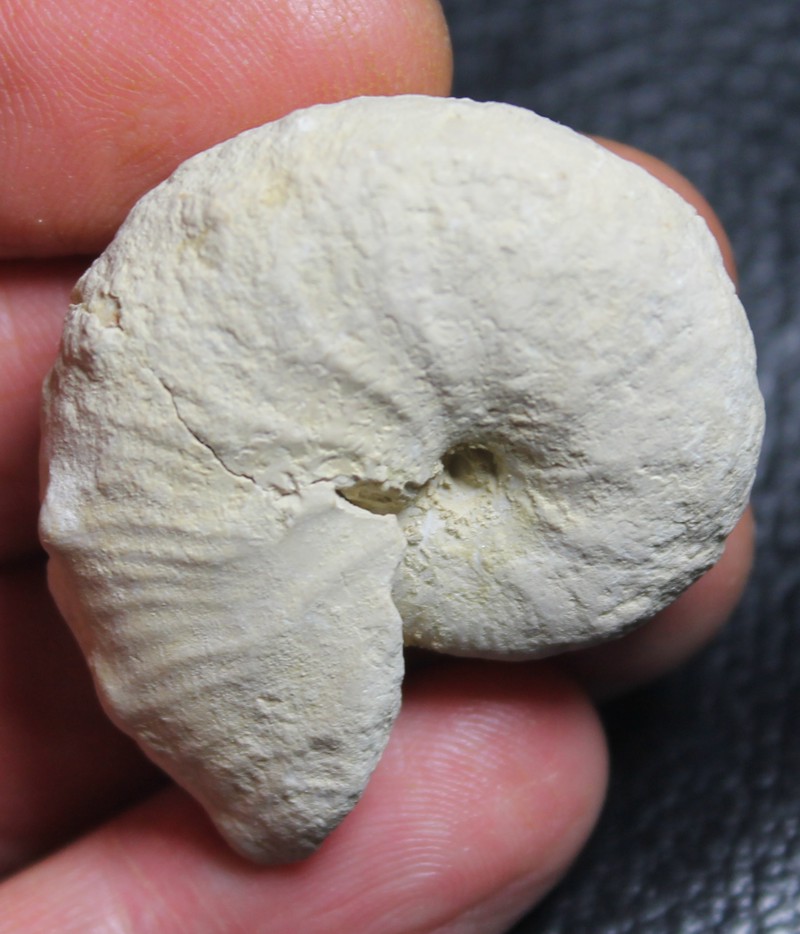 Taramelliceras