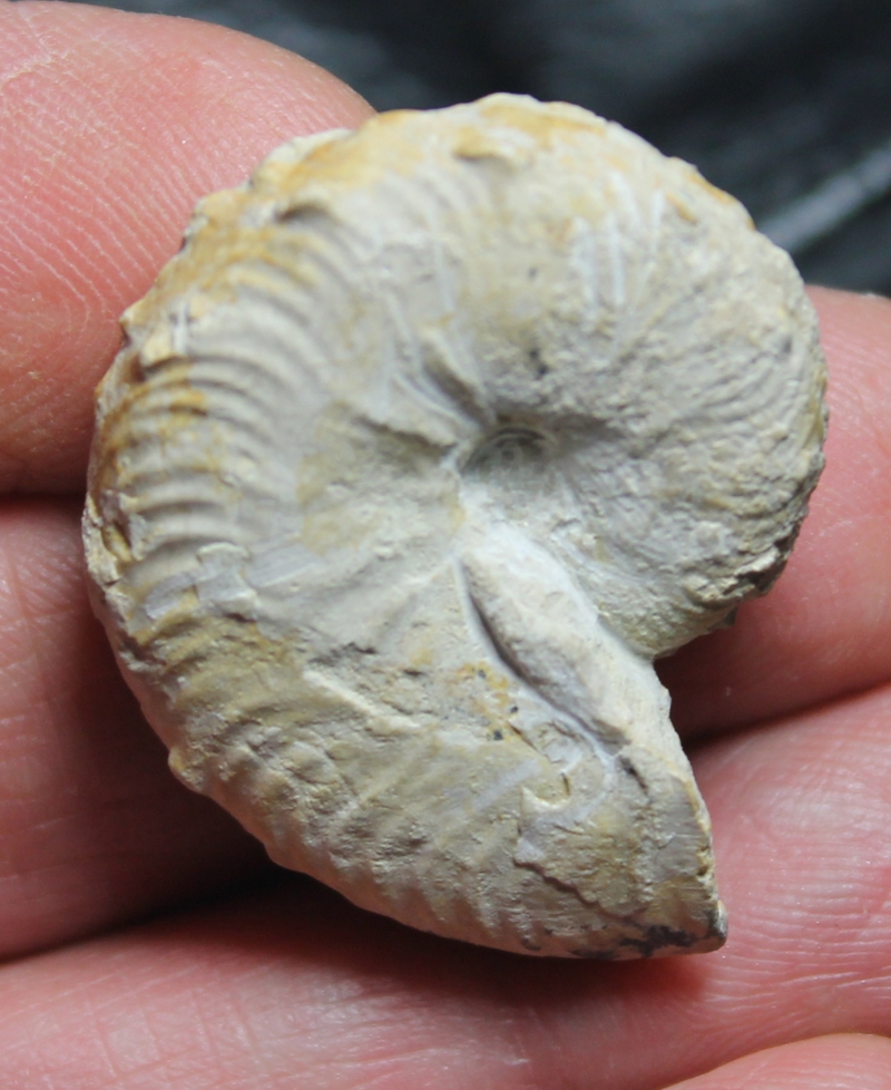 Taramelliceras frequens